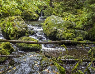 Bach in einem Wald, bemooste Steine