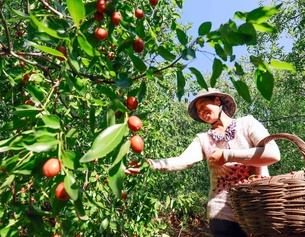 Chinesische Frau erntet Jujube, Apfeldattel