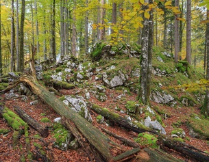 Nationalpark Kalkalpen: Buchenwald
