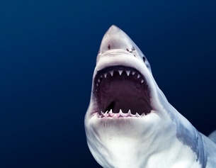 Michael Muller, "Tear You Apart", 2009 (Ausschnitt)