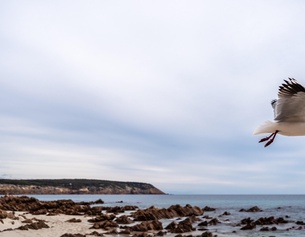 Fliegende Möwe auf Kangaroo Island