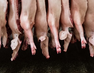 Schweinehälften in einem Schlachthaus