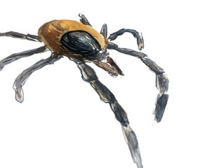 Illustration einer Zecke