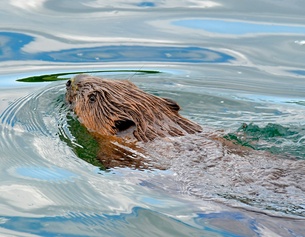 Schwimmender Biber
