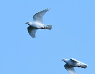 Friedenstauben, weiße Tauben