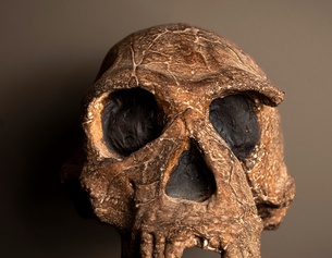 Homo-habilis-Schädel