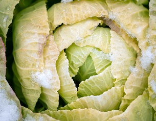 Kohl, Nahaufnahme im Winter