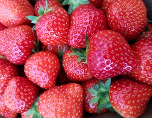 Erdbeeren