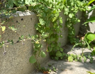 Eine Steinmauer im Garten, umwachsen von Pflanzen.