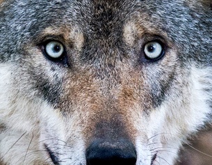 APA JULIAN STRATENSCHULTE Ein Wolf