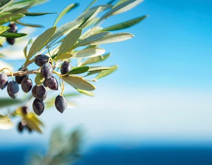 Olivenzweige, im Hintergrund das Mittelmeer
