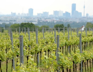 Weinstöcke vor dem Hintergrund der Skyline Wiens