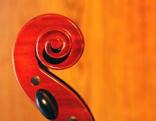 Violinenschnecke
