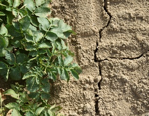 Trockene Erde neben Pflanzen