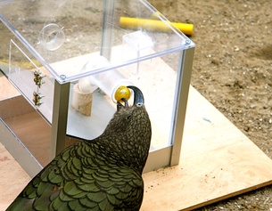 ALICE AUERSPERG Problem solving: Kea Kermit an der Multi Access Box