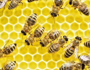 PICTUREDESK.COM/IMAGEBROKER/NLBFOTO Bienenparasit Varroa Milbe (Varroa destructor) auf Brustsegment einer westlichen Honigbiene (Apis mellifera)