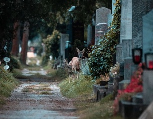 Ein Reh in einer Friedhofgasse