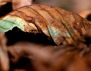 Braunes Herbstblatt
