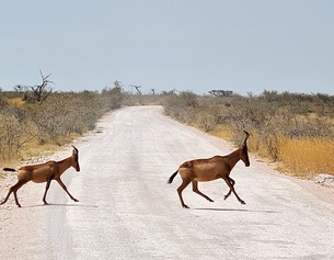 Namibia, Nationalpark