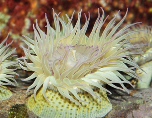 Anthopleuraeleg, Seeanemone