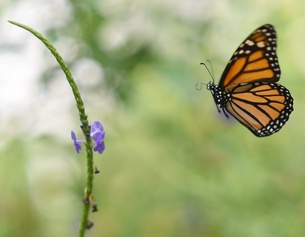 APA/AFP Schmetterling und Blume