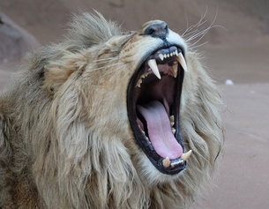 Brüllender Löwe