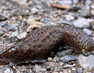 Schnegel