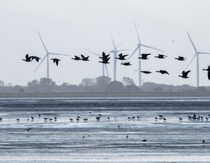 Vögel über Wasser, dahinter Windräder