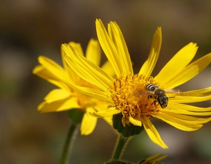 Arnica mit Insekt
