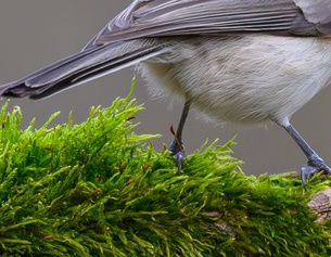 Beine einer Sumpfmeise