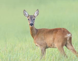 Freiwild: Reh auf der weiten Wiese