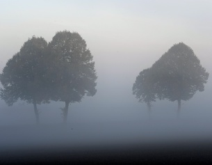 Herbststimmung mit Bäumen und Bodennebel