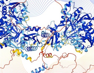 Struktur eines menschlichen Proteins, dargestellt von Alphafold