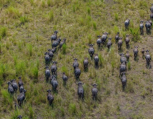 Büffel im Gorongosa-Nationalpark