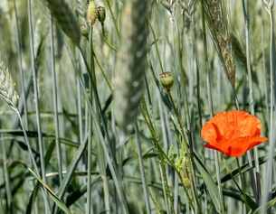 ORF/URSULA HUMMEL-BERGER Mohnblume, Weizenfeld