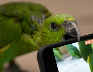 Papagei mit Handy