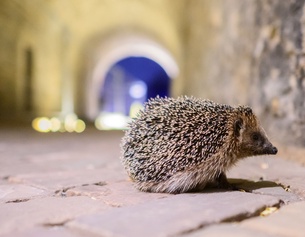 Igel in der Stadt