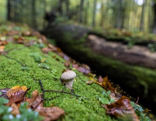 Moos und Schwammerl im Wald