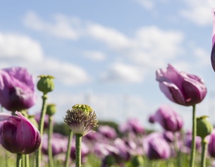 Schlafmohn