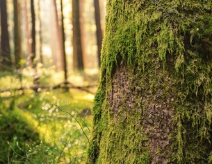 Moosiger Baum im Wald