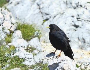 BURKHARD SAUSKOJUS/IMAGEBROKER/PICTUREDESK.COM Alpendohle