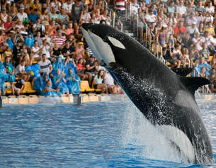 Zwei Orcas vor Publikum im Loro Park, Teneriffa