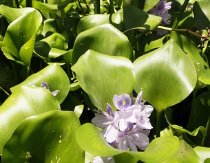 AP/PATRICK SEMANSKY Wasserhyazinthe