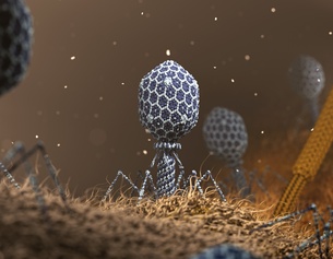 Bakteriophagen, Illustration