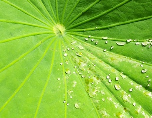 Lotusblatt mit Wasserperlen