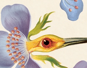 "Botanik des Wahnsinns" von Leon Engler, Ausschnitt des Covers