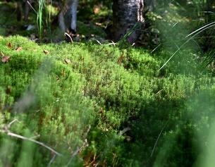 Moorlandschaft: Torfmoospolster 