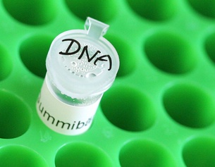APA/HELMUT FOHRINGER Röhrchen mit DNA Probe in einem Labor