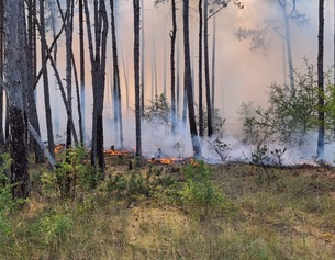 Waldbrand im Raum Ebenfurth (Bezirk Wiener Neustadt)