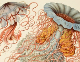 Illustration des Zoologen Ernst Haeckel (Ausschnitt)